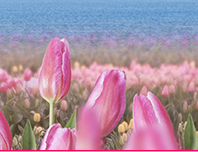 태안 튤립축제