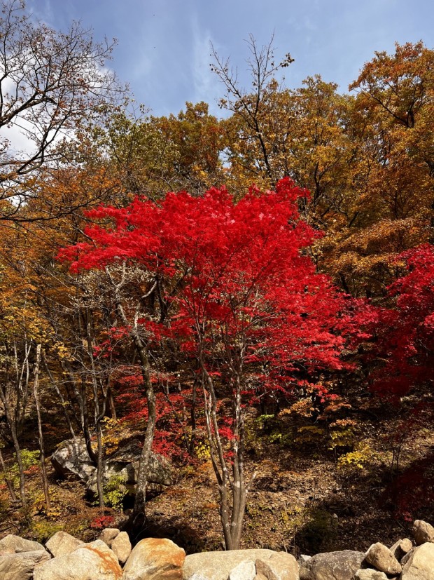 설악산 단풍시기