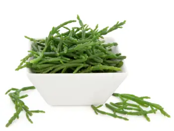 함초 효능 및 영양성분&amp;#44; 가격