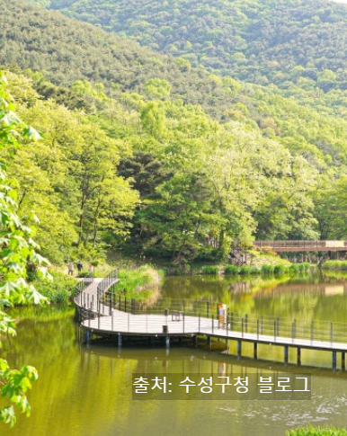 대구 수성구 가볼만한 곳, 진밭골산림공원 샤스타데이지 산책·맛집·카페 총정리