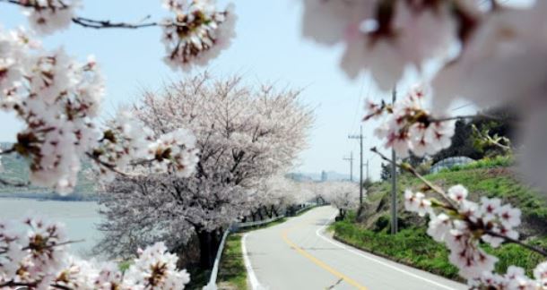 영광 벚꽃