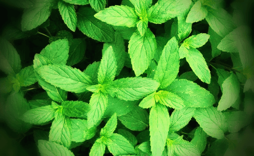 페퍼민트-잎-사진