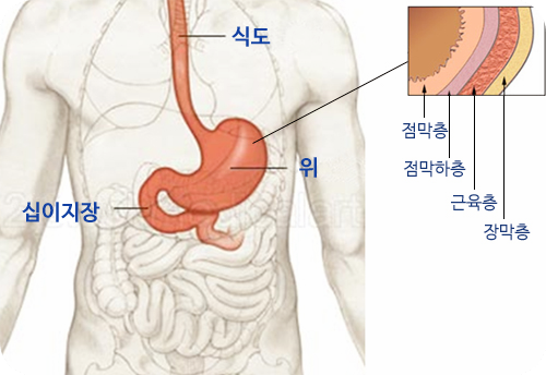 두릅-효능