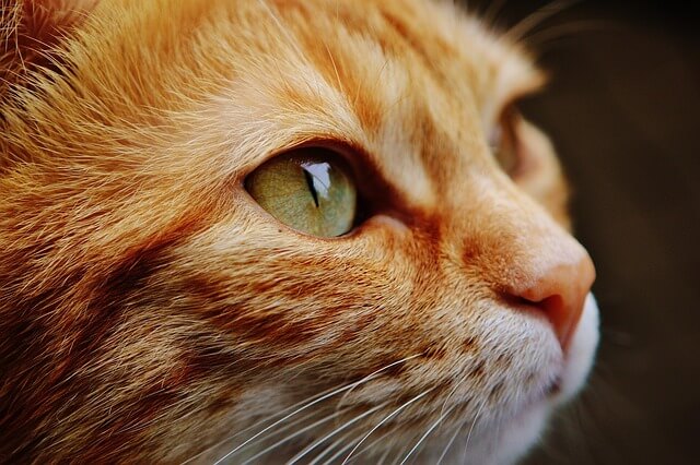 고양이꿈&amp;#44; 고양이 나오는 꿈&amp;#44; 고양이꿈해몽&amp;#44; 고양이 나오는 꿈해몽 흉몽?