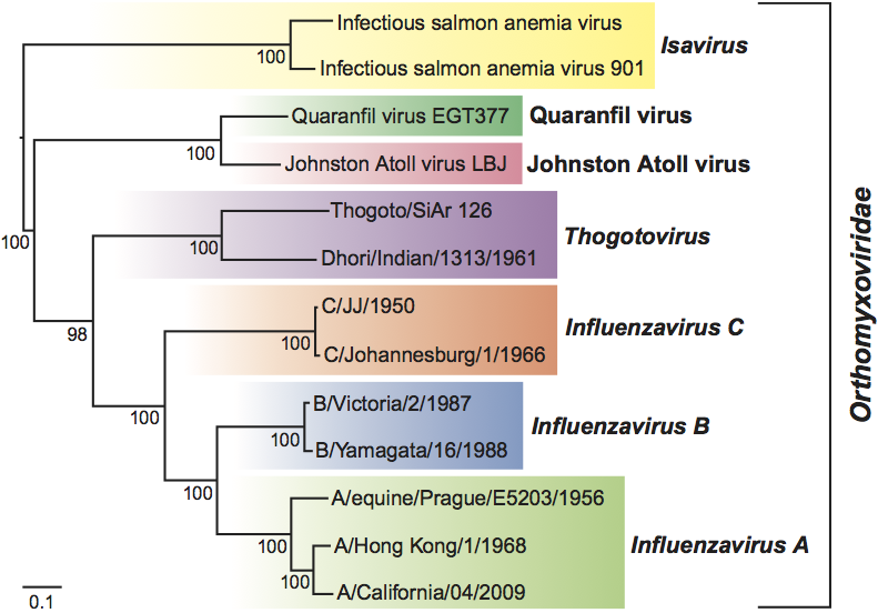 오르토믹소바이러스 종류