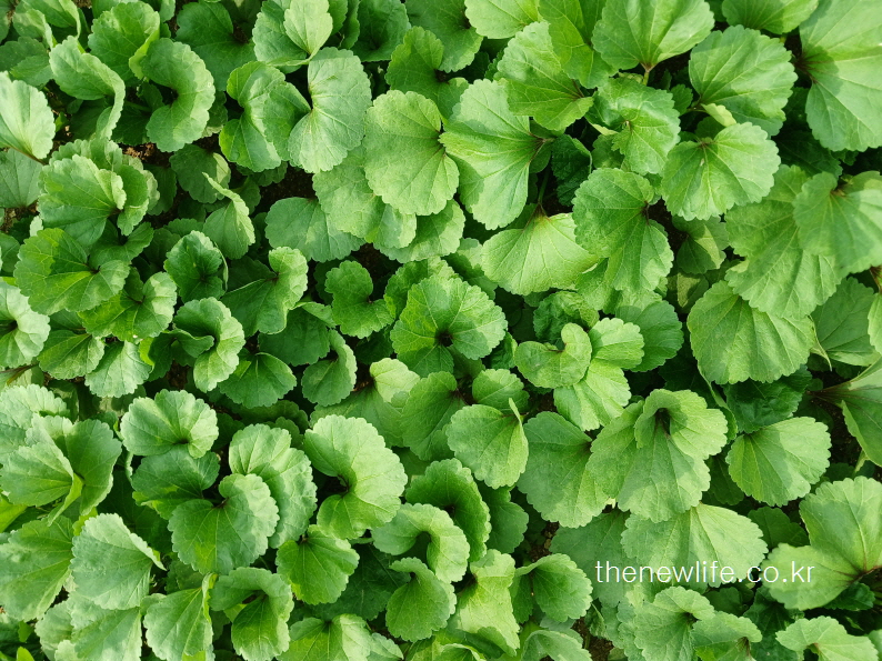 Overhead shot of a thick patch of mallow leaves spreading across the soil-밭 전체를 덮고 자라는 아욱 잎의 촬영 사진