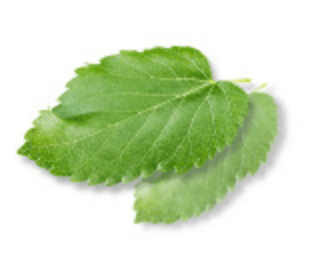 햇살담은 바나바 효능 부작용 섭취방법 내돈내산 후기