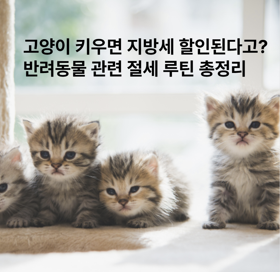 고양이