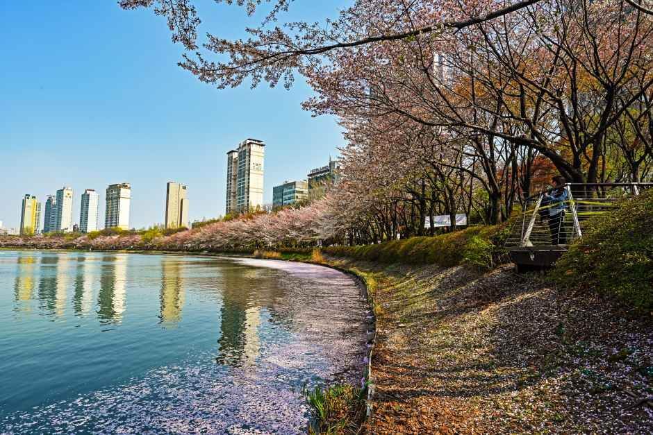 석촌호수 벚꽃축제 2026 일정&middot;가는길&middot;주차장 