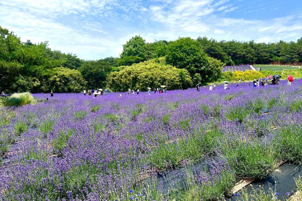 고성 하늬라벤더팜 라벤더 축제