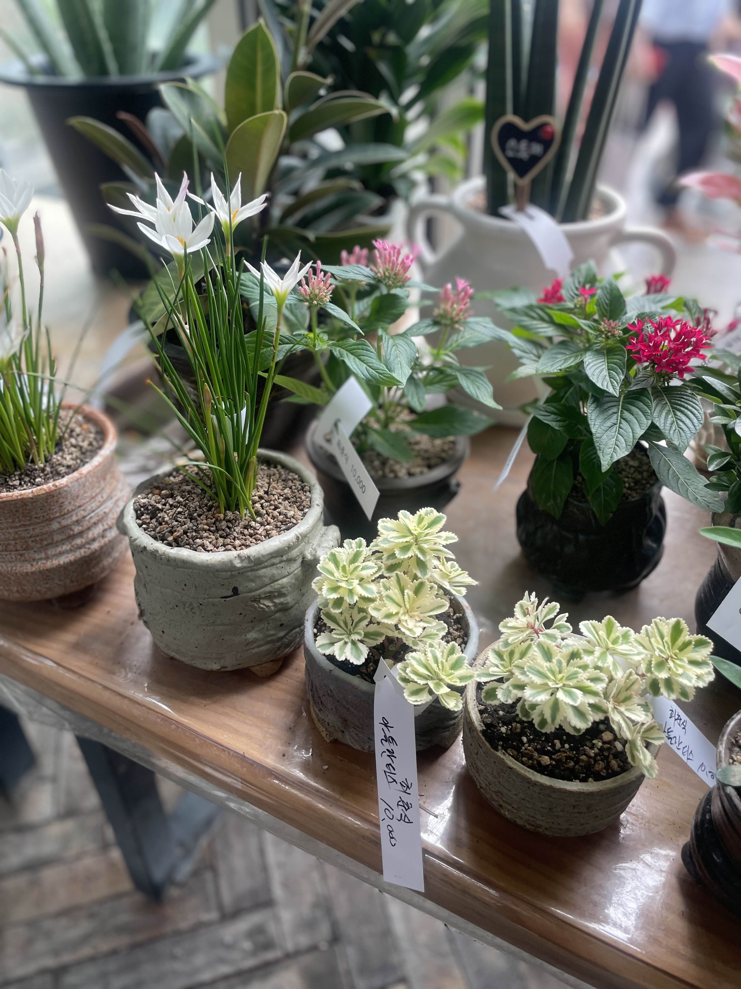 다육이 키우는 방법 총정리