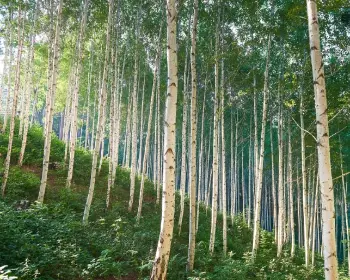 인제 자작나무 숲_9