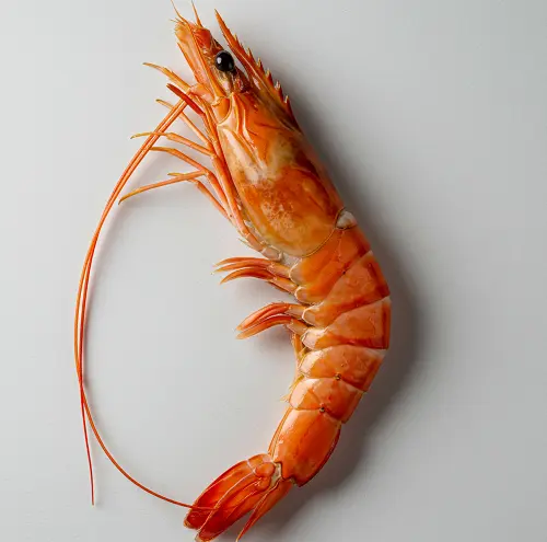 대하-1kg-몇-마리-1