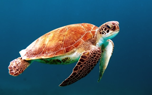 세계자연보전연맹(IUCN) 역할과 멸종위기종 보호 활동 