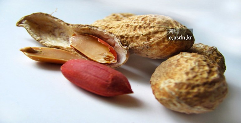 땅콩 효능 11가지와 부작용 총정리...음식건강이야기 열일곱번째