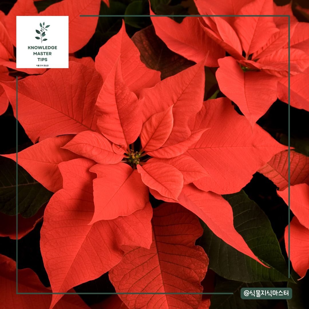 포인세티아를 키우는 방법