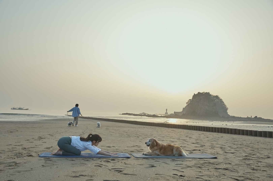 서해안 반려견 겨울 나들이 명소, 강아지와 함께 걷기 좋은 바다 산책