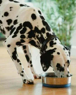 강아지 식기 높이와 올바른 밥 먹는 자세