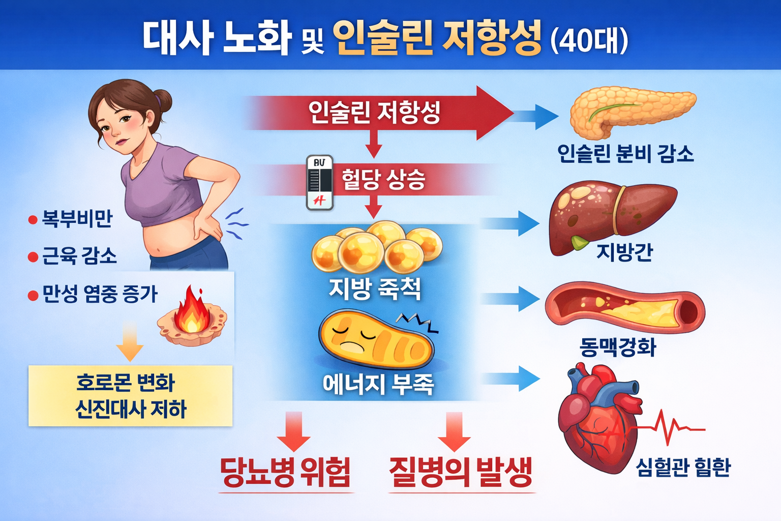 인슐린 저항성 근육 감소 지방 축적 악순환 인포그래픽