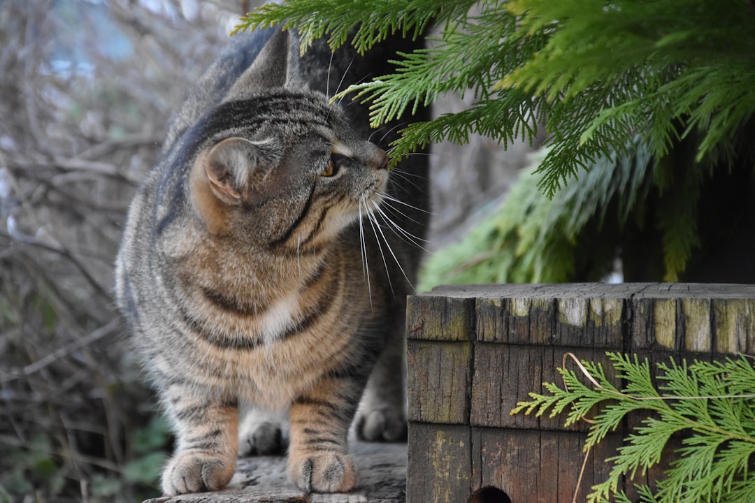 Cat tree