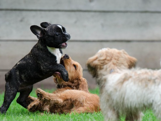 강아지 보양식 재료 추천 및 간단하게 만드는 방법 2가지