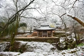 소쇄원 봄 앵두나무꽃 산수유 해당화 개화_3