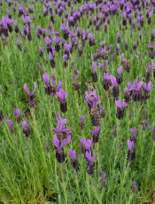 포천 허브아일랜드 라데봄축제