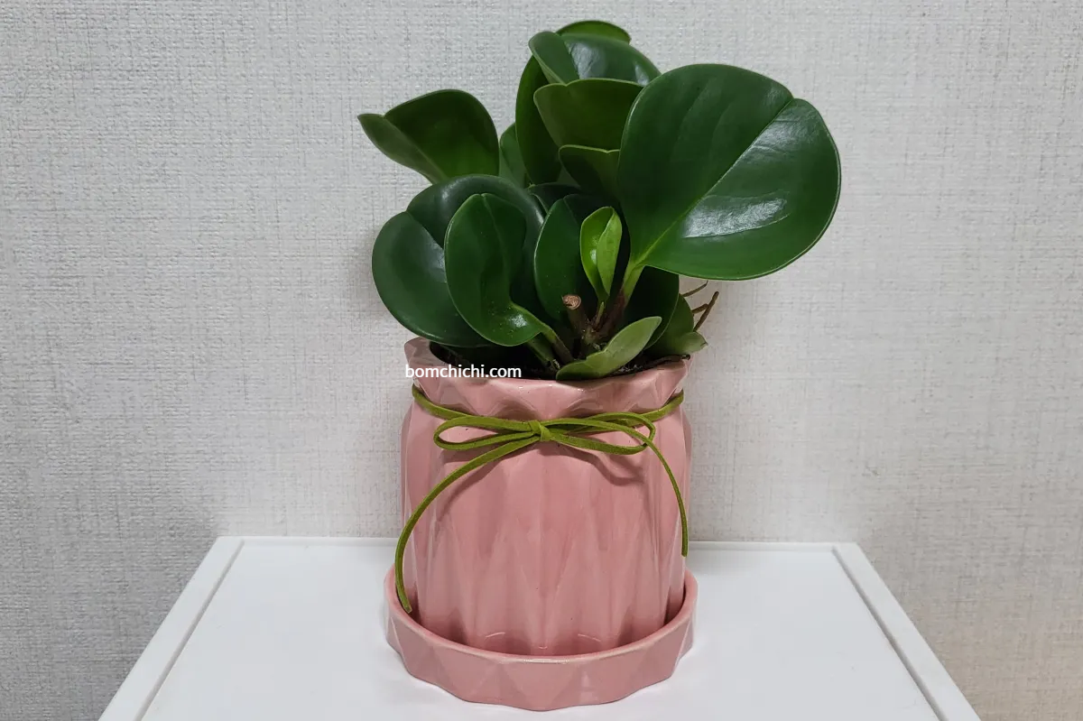 분홍색 화분에 옮긴 청페페