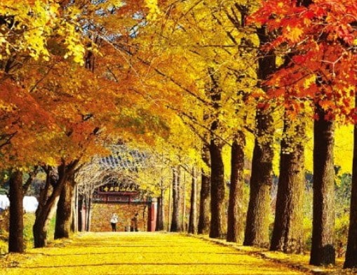 [단풍구경명소 가볼만한곳] 경상북도 영주시 단풍이 아름다운 사찰 &ndash; 부석사