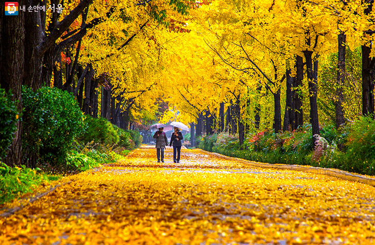 서울 단풍 명소