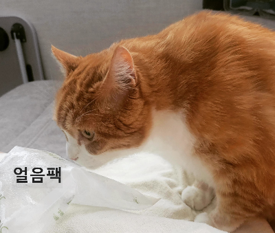 집냥이 혼자 집에 있을 때 외출 전 꼭 확인해야 할 안전관리 방법 등 주의사항 체크