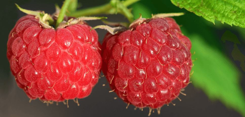 눈에 좋은 과일 라즈베리