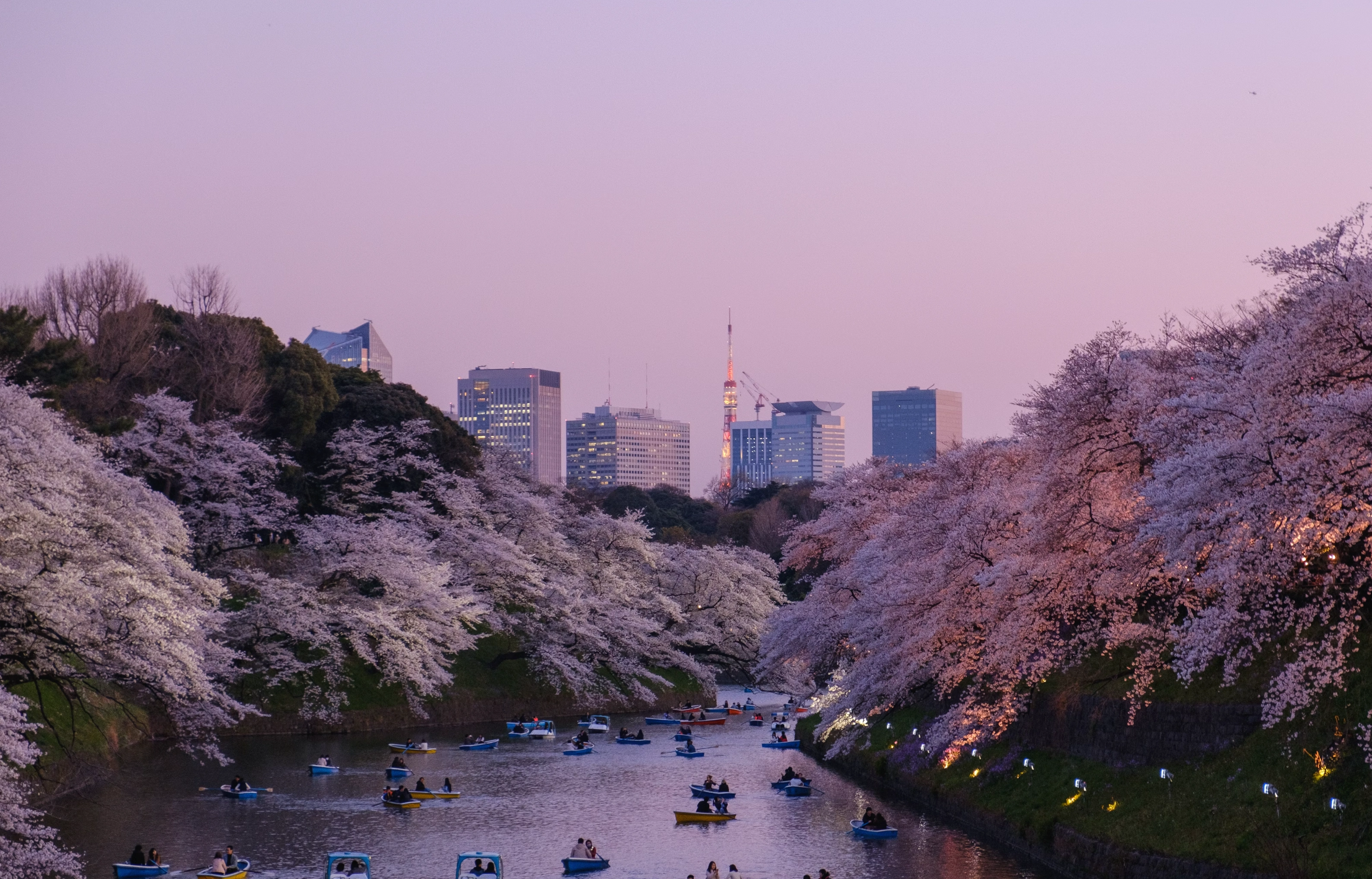 25년 벚꽃 개화시기