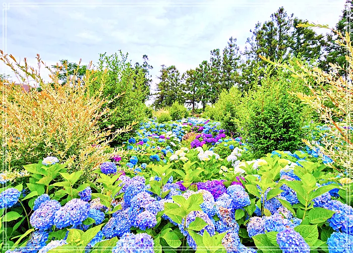 생방송 오늘저녁 제주, 조천 7월 수국 축제 명소, 수국정원, 인생사진, 디저트 카페 맛집