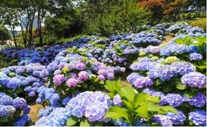 장생포 수국축제 주차장7