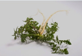 냉이 효능 부작용