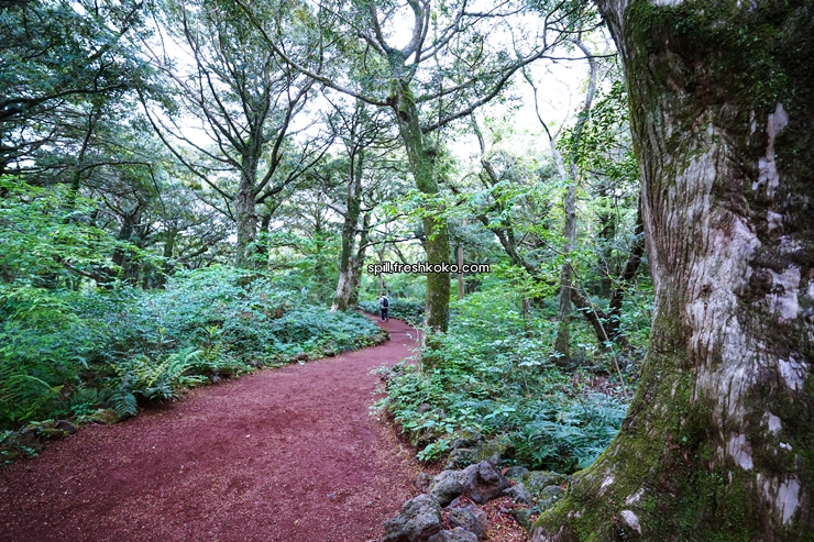 제주도 2박3일 여행코스 추천