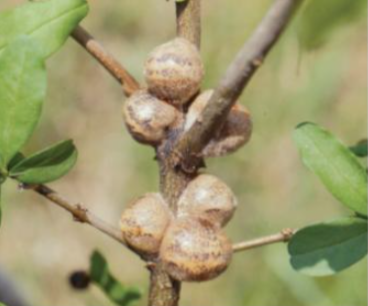 쥐똥밀깍지벌레