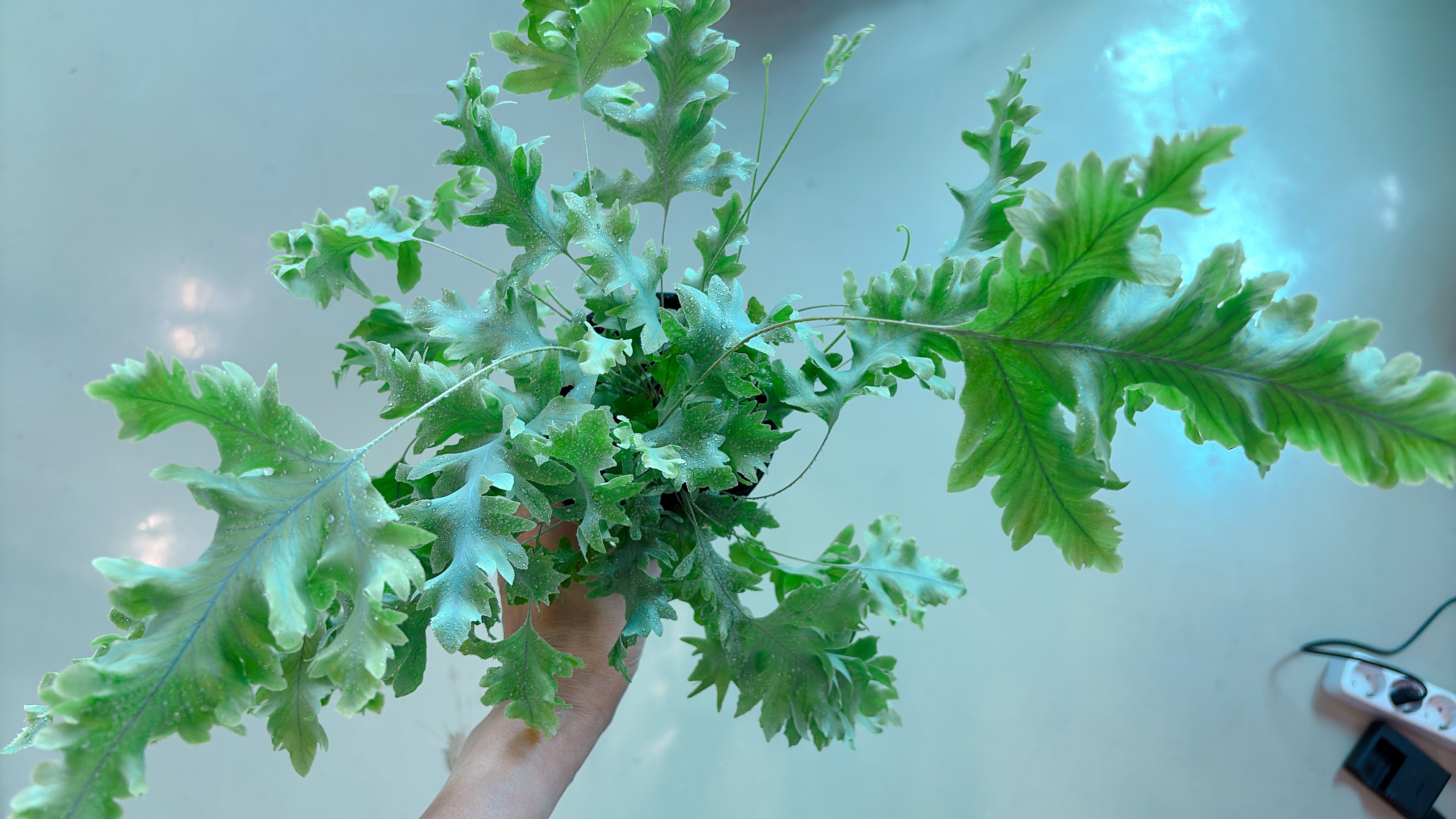 다바나고사리-관리