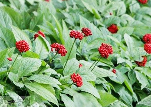 인삼다당체의 활용 