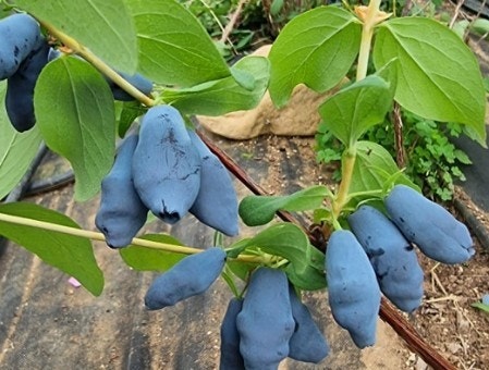 하프카프베리 눈에 좋은 슈퍼푸드