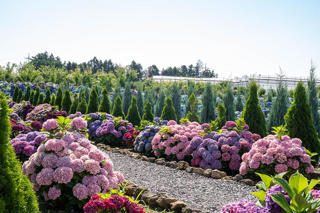 2025 제주 답다니 수국밭 가이드: 일정, 입장료, 인생샷 포토존 꿀팁 총정리