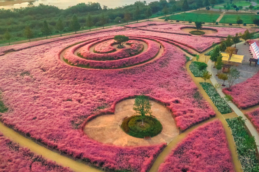 신소양체육공원 핑크뮬리