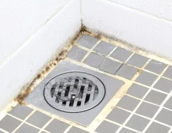 여름철 욕실 세균 곰팡이 청소 끝 관리법과 예방 팁 완벽 위생 가이드_19