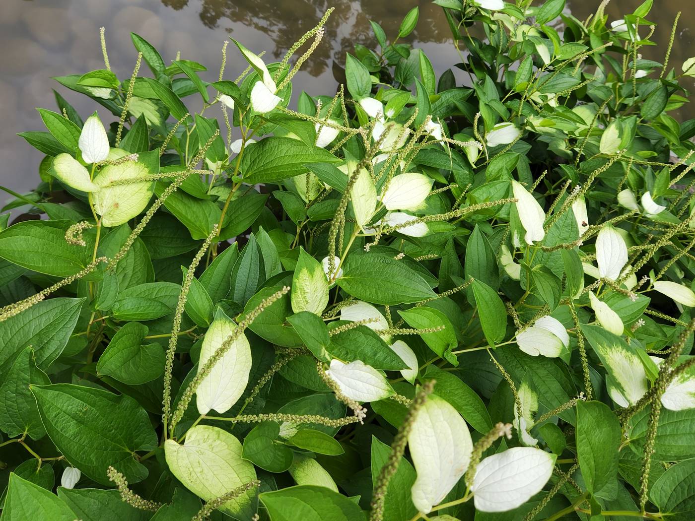 삼백초