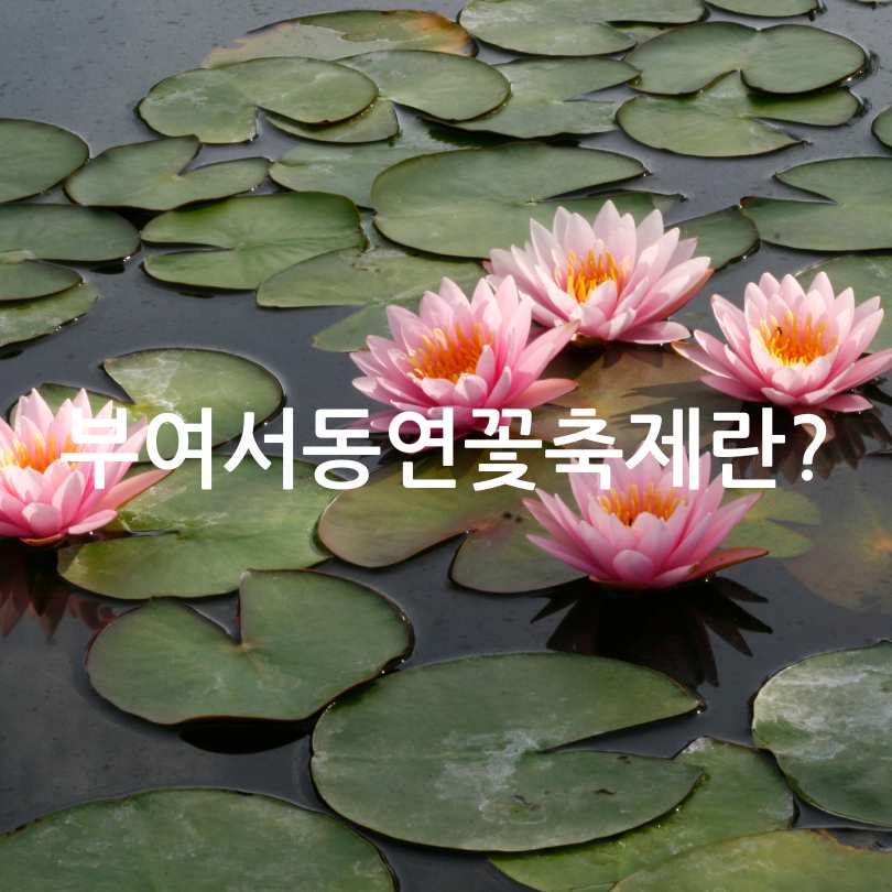 부여서동연꽃축제 2025 일정 및 볼거리