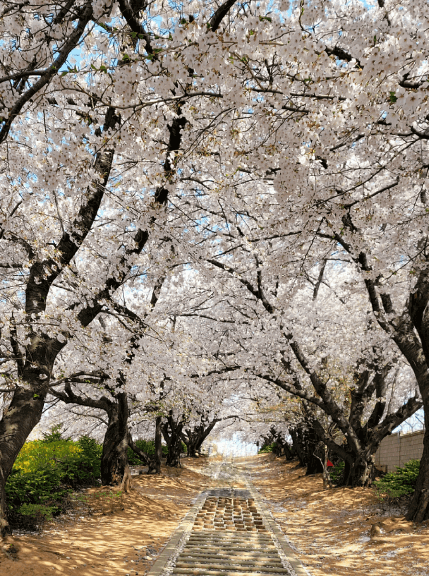 SK인천석유화학 벚꽃동산