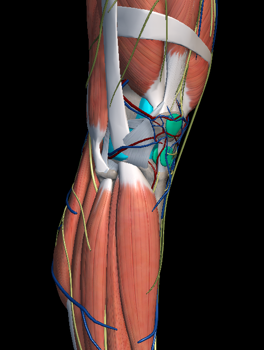 MCL 파열&amp;#44; LCL 파열