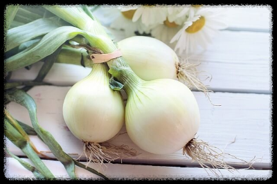 양파-이미지