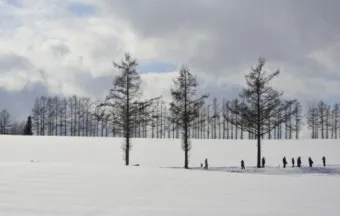 북해도 후라노 라벤더 축제 시즌 개화 시기 이벤트 일정 대표 명소 여행 완벽 가이드_8